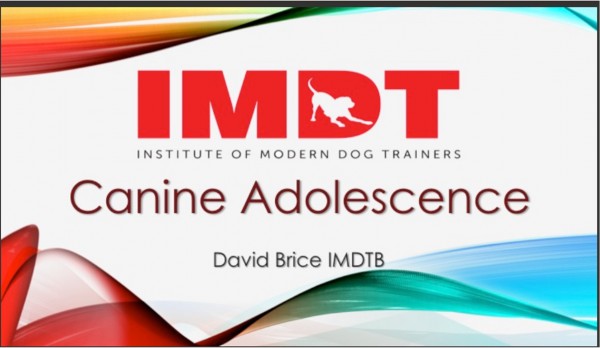 WEBINAR: Canine Adolescence